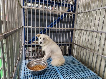 종료(반환) 믹스견…